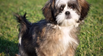 The Secret Behind That Viral Shih Tzu Makeover