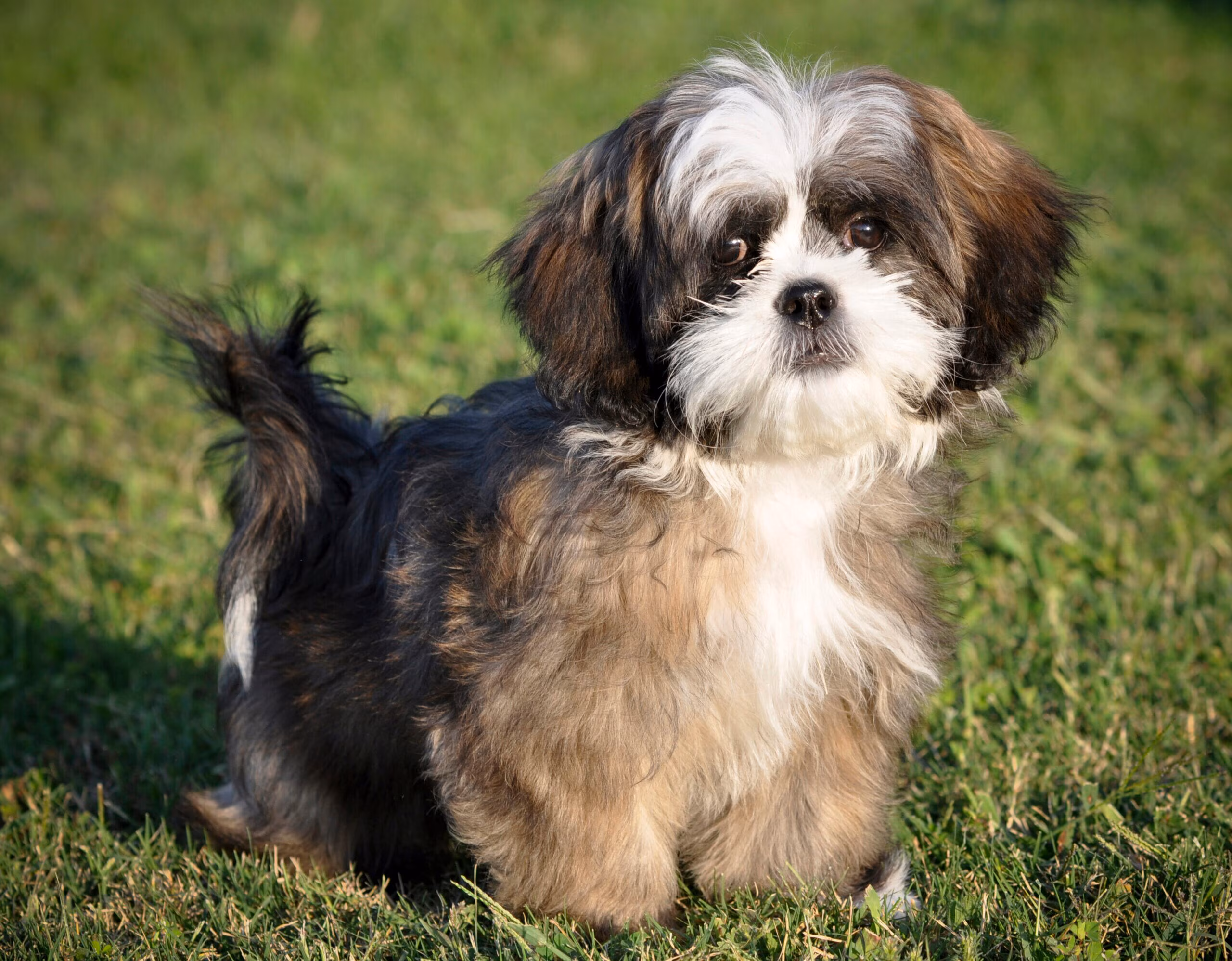 The Secret Behind That Viral Shih Tzu Makeover