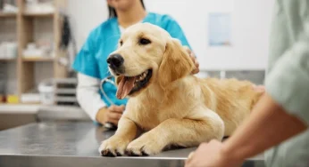 Lets pet Track Your Health Like a Pro Vet