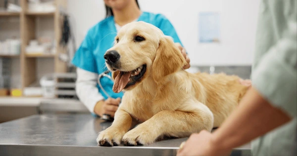 Lets pet Track Your Health Like a Pro Vet