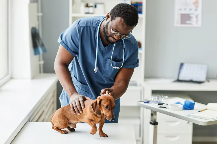 Symptom One Health in Pets That Even Clinics Often Miss