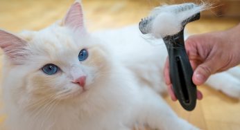 Grooming Service That Makes Even Grumpy Cats