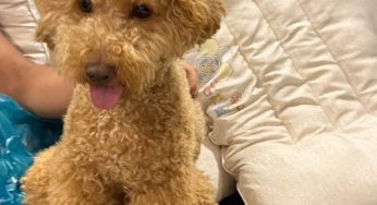 At-Home Pet Health Trend Taking Over TikTok