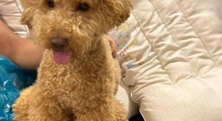 At-Home Pet Health Trend Taking Over TikTok