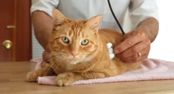 One Tap on Vetwork Could Save Your Cat’s Life