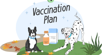 Surprising Truth About Home Pet Vaccinations