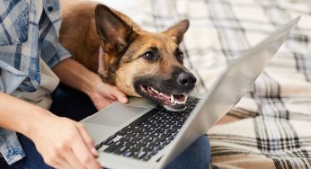 Vet Uses AR Glasses to Pets Remotely
