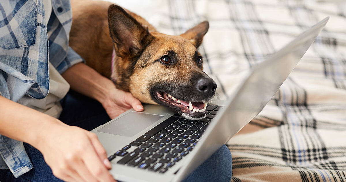 Vet Uses AR Glasses to Pets Remotely