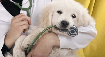 This Innovative Pet Service Brings the Vet Right to Your Door!