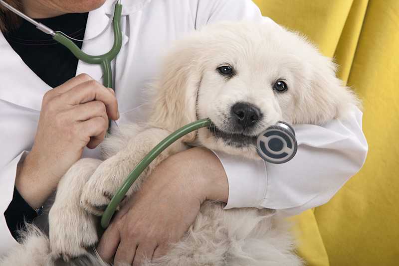 This Innovative Pet Service Brings the Vet Right to Your Door!