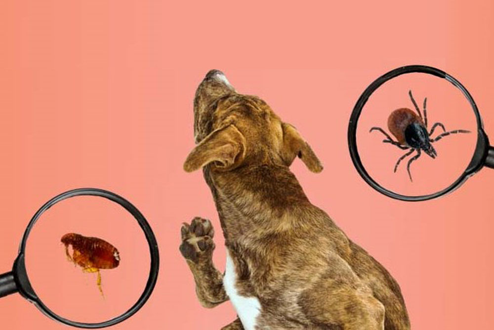 Flea & Tick 2025: The New Home Strategy That Actually Works