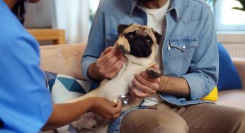 How Technology Is Making Home Vet Visits Smarter Than Ever