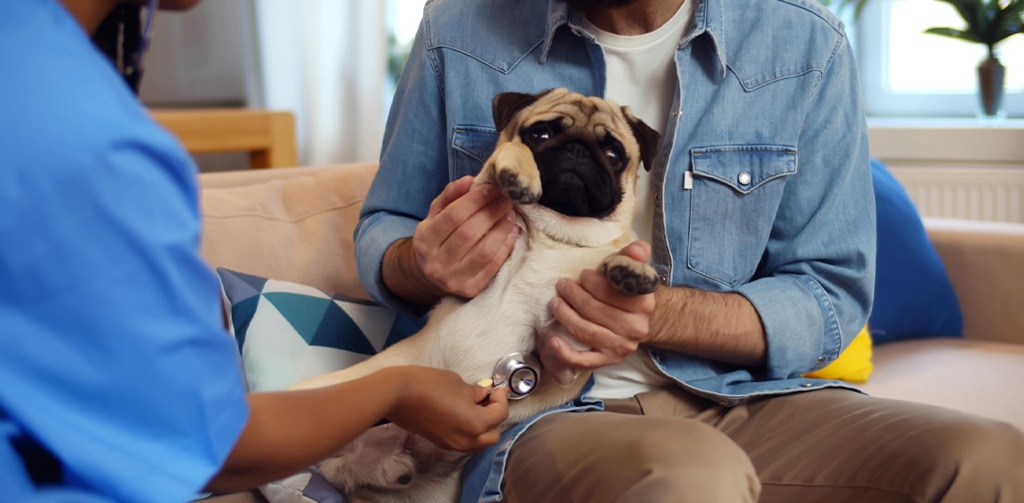 How Technology Is Making Home Vet Visits Smarter Than Ever