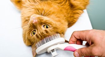 This Simple Grooming Hack Could Your Cat’s