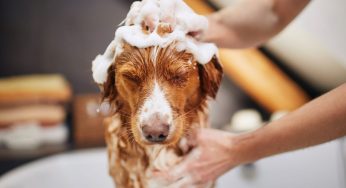From Mud Baths to AI Collars, How Reinventing Home Pet Care
