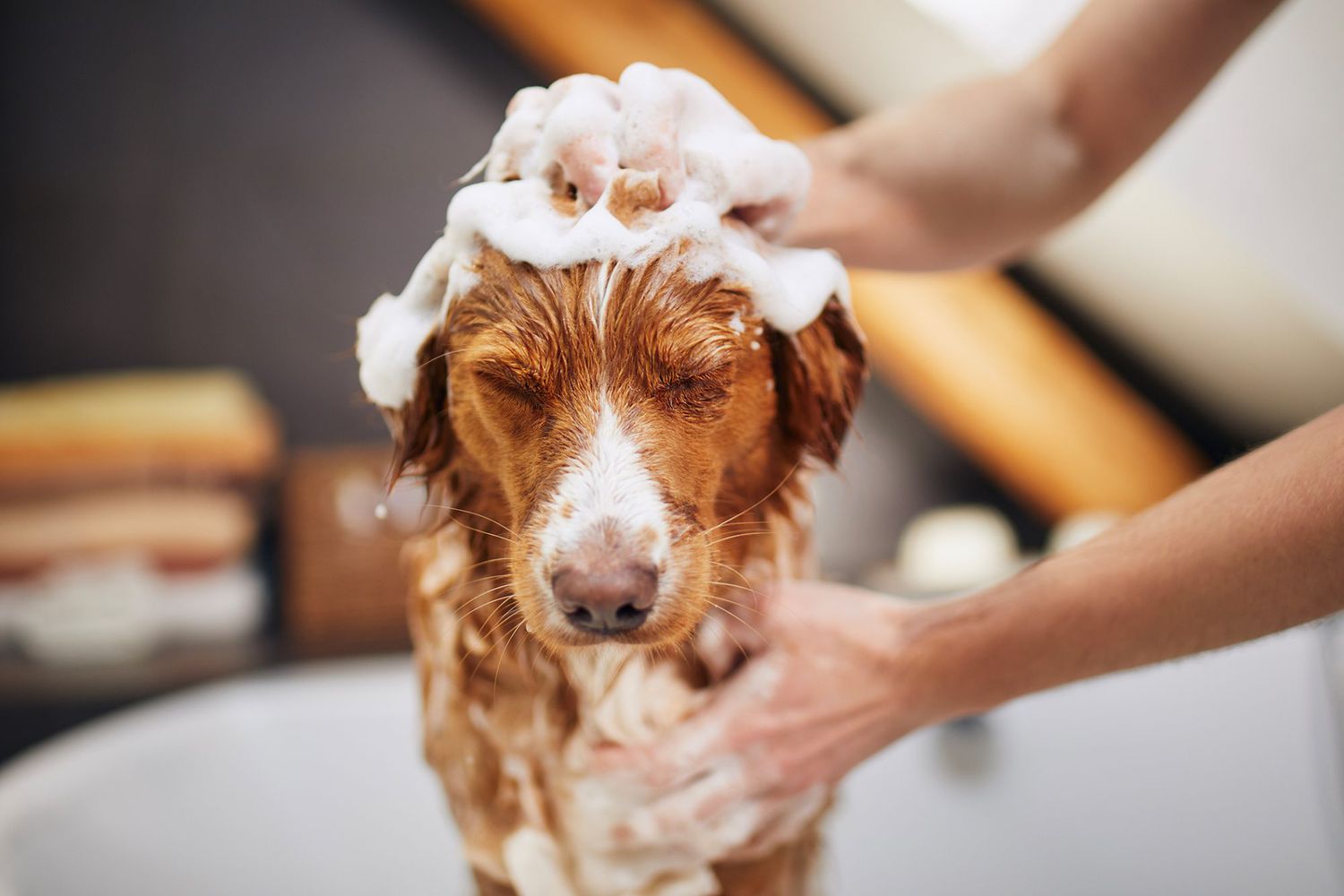 From Mud Baths to AI Collars, How Reinventing Home Pet Care
