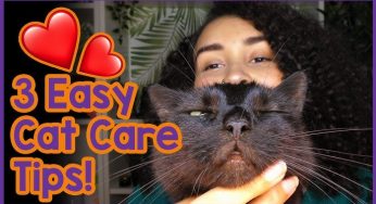 You Won’t Believe How Easy At-Home Cat Care Can Be