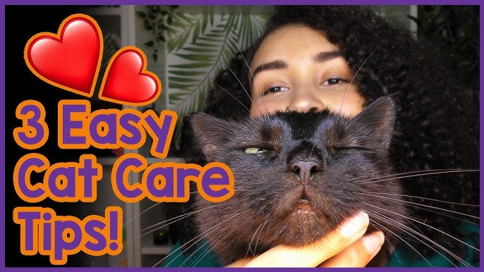 You Won’t Believe How Easy At-Home Cat Care Can Be