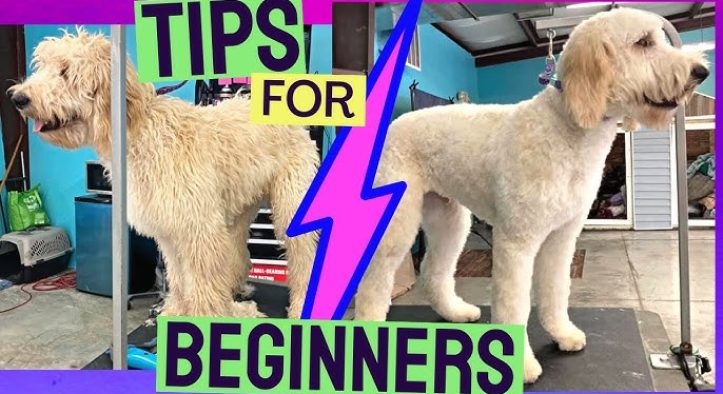 Dog Grooming Transformation Tips That Ended Our Shedding Nightmare