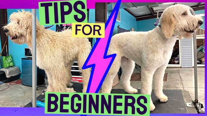 Dog Grooming Transformation Tips That Ended Our Shedding Nightmare