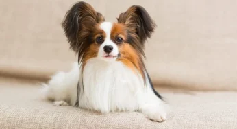 Top Trends in Home-Based Grooming for Pets in 2025