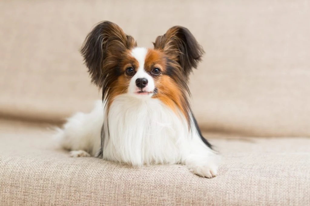 Top Trends in Home-Based Grooming for Pets in 2025