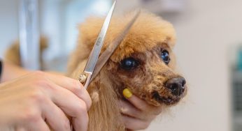 Groomers: Unlocking the Secrets of Pet Care