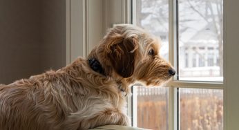 Pets Separation Anxiety and How to Help Them