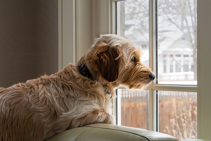 Pets Separation Anxiety and How to Help Them