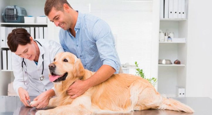 Pet Anxiety Vanishes During Home Vet Visits