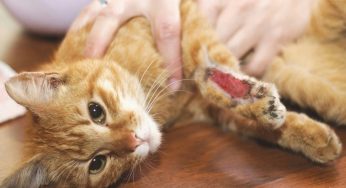 The Secret to Spotting Early Illness in Cats