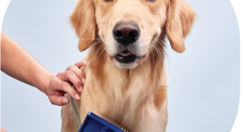 5 Signs Your Pet Needs Immediate Grooming Attention
