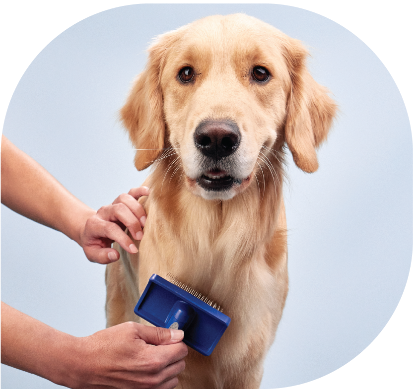 5 Signs Your Pet Needs Immediate Grooming Attention