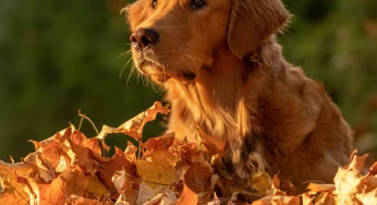 Seasonal Grooming Checklist for Pets at Home