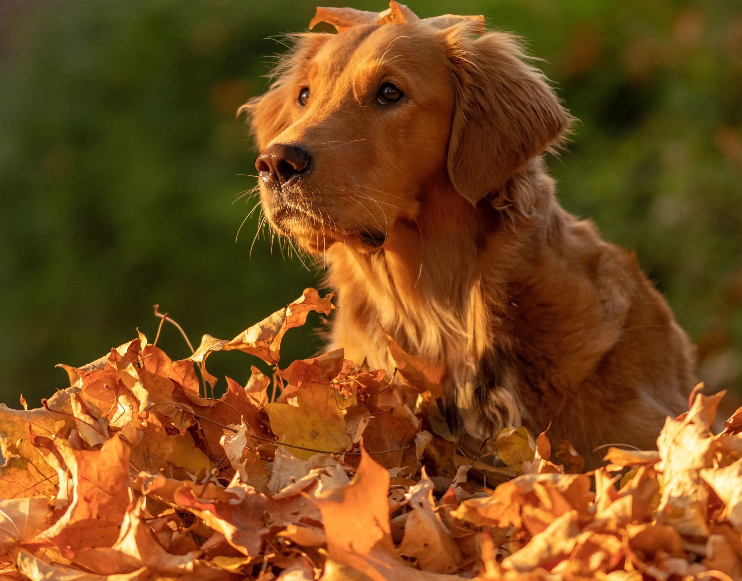 Seasonal Grooming Checklist for Pets at Home