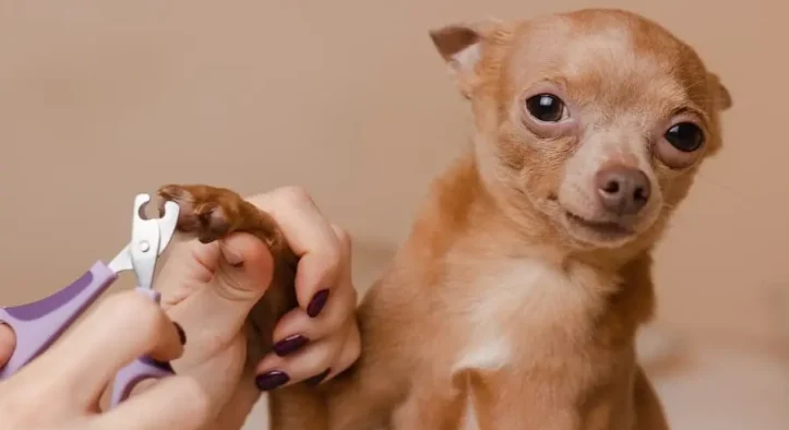 Safe DIY Nail Trimming Tips for Nervous Pets