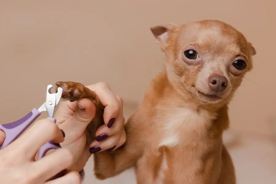 Safe DIY Nail Trimming Tips for Nervous Pets