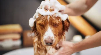 The Philosophy of Clean Fur : A Cultural Look at Pet Grooming Rituals