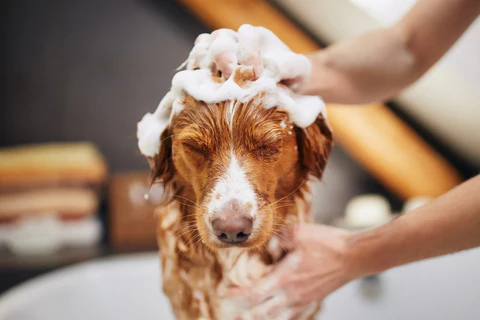 The Philosophy of Clean Fur : A Cultural Look at Pet Grooming Rituals