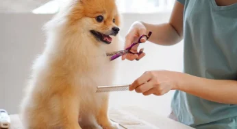 Pets in Poetry and Practice : Grooming as a Ritual of Love