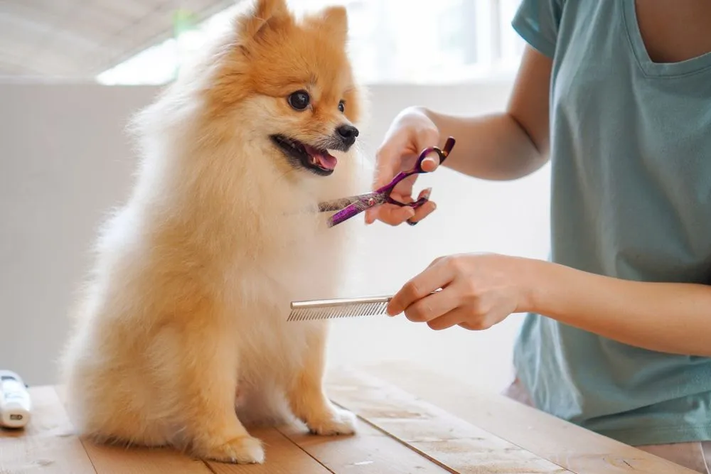 Pets in Poetry and Practice : Grooming as a Ritual of Love
