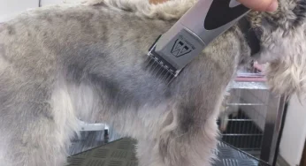 Safe & Gentle Clippers for Nervous Pets