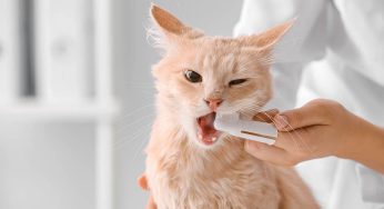 At Home Cat Dental Cleaning: Is It Worth It in 2025?