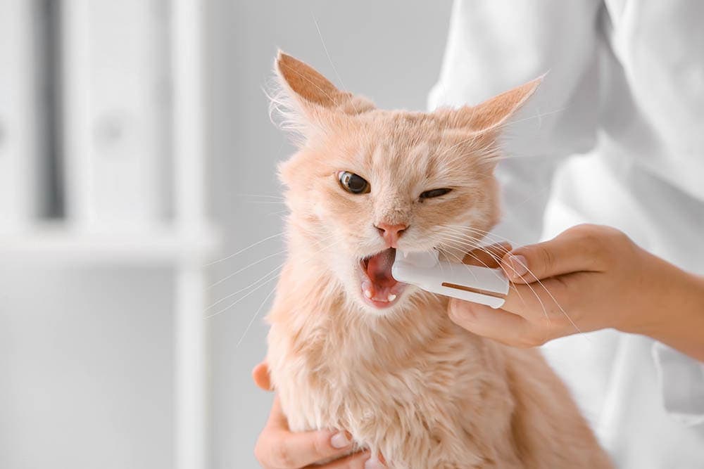 At Home Cat Dental Cleaning: Is It Worth It in 2025?