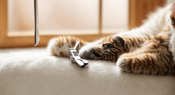 A Complete Guide to Home Nail Trimming for Cats: Safe Steps, Tools, and Aftercare