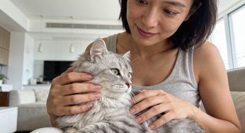 Critical Home Checkups: A Practical Guide to Cat Health Home Care
