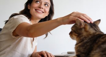 Integrating a Home Cat Care Routine for Longevity